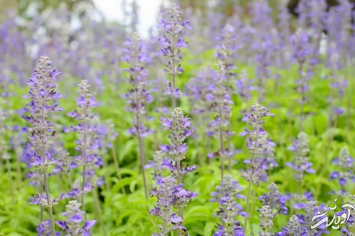 فواید مریم گلی برای حافظه خواص مریم کلی